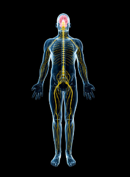 Illustration of a human figure showing the nervous system with highlighted brain and spinal cord, set against a black background. atma acupuncture